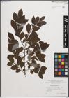 Foto von Salix cinerea L.